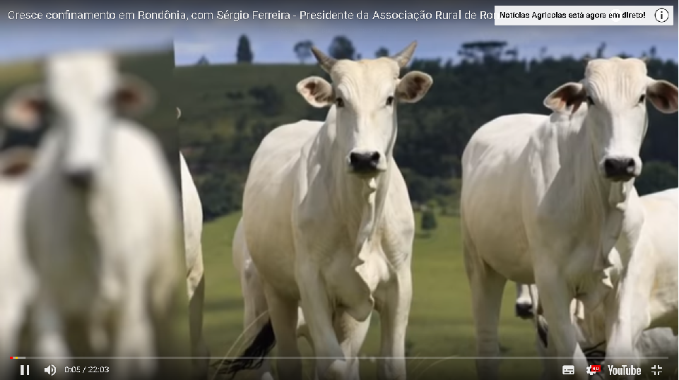 Com mais de 100 mil bois, cresce para não desmatar e pela integração com lavoura