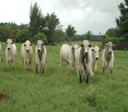 Pecuarista diz que comprou “gado por lebre” em leilão
