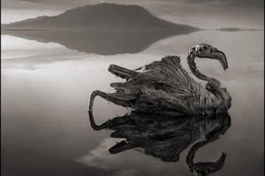 Lago mortífero transforma animais em pedra