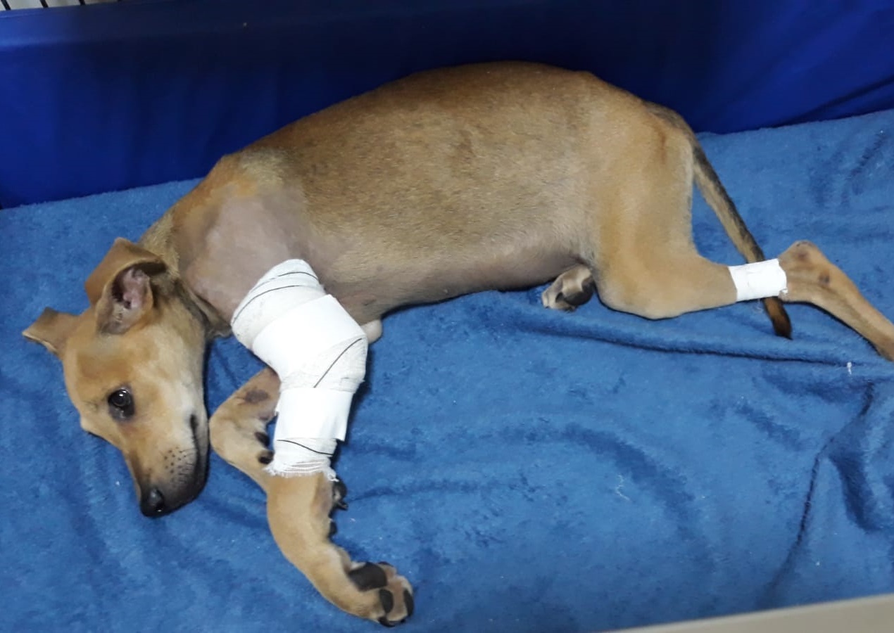 RECUPERAÇÃO: Cachorrinho que foi espancado no meio da rua deve receber alta essa semana