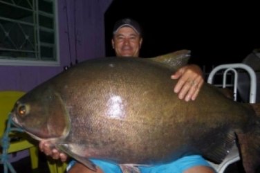 Pescador pega tambaqui de quase 40 quilos no rio Teles Pires