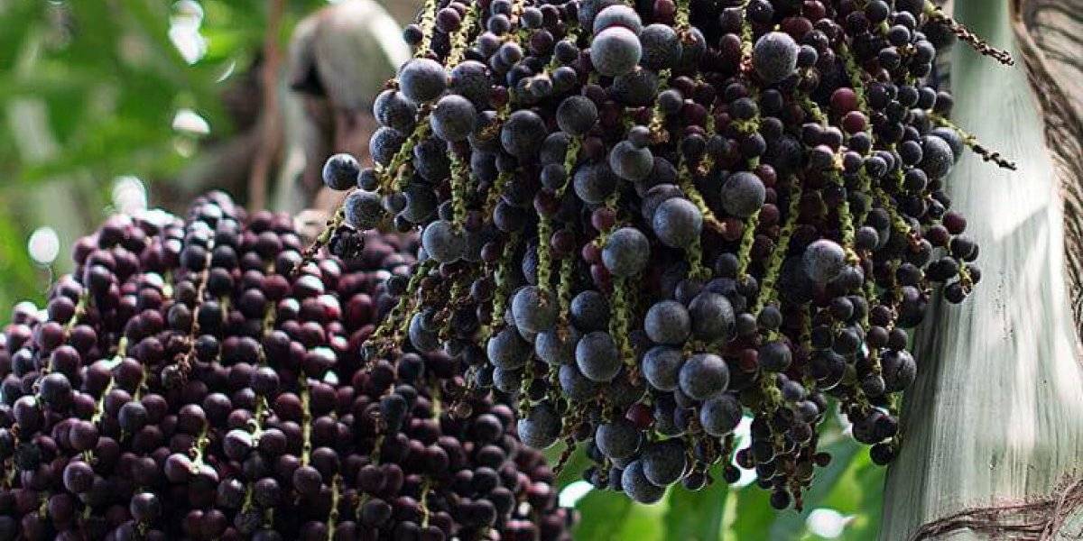 PRODUÇÃO: Dia de campo de açaí acontece dia 8 de novembro em Porto Velho