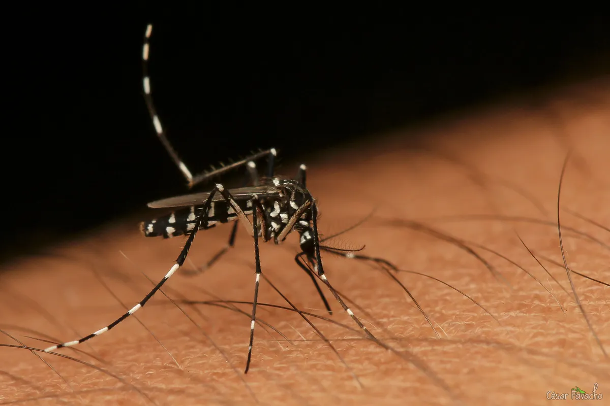 ZUM-ZUM: Moradores relatam Aedes aegypti e pedem volta do fumacê na capital