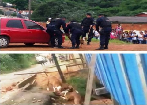 ATUALIZADA - Pitbull é abatido pela PM depois de matar três cachorros - VÍDEO 