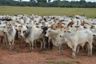 Agência Idaron faz controle da raiva animal