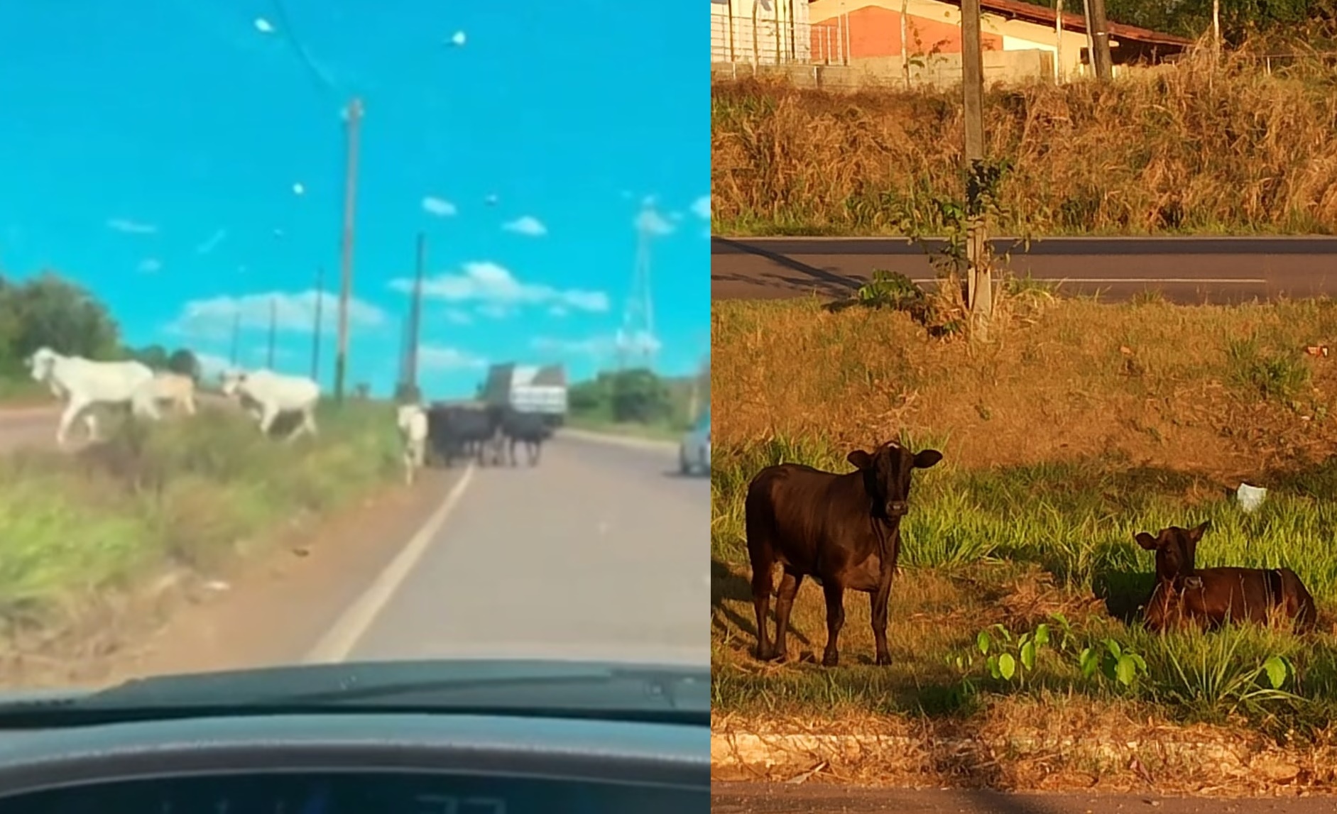 VÍDEO: Grupos de bezerros e vacas atravessam a BR-364: ‘vão acabar causando acidente’