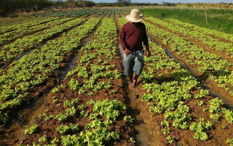 PUROS: Agricultura orgânica avança e produtores cobram recursos e menos burocracia