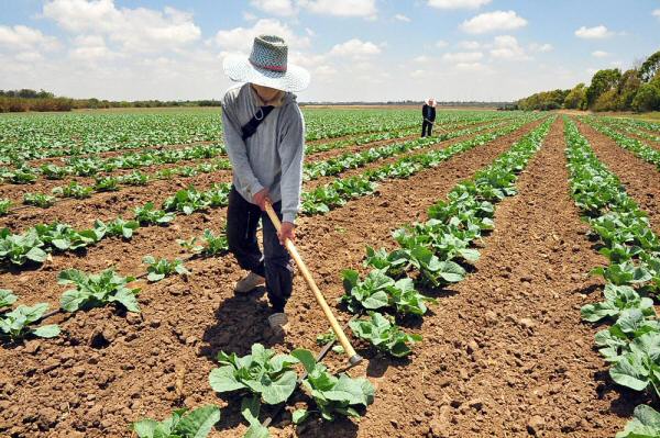 MAIS TEMPO: Nova lei prorroga contratos de servidores temporários do 'MAPA'