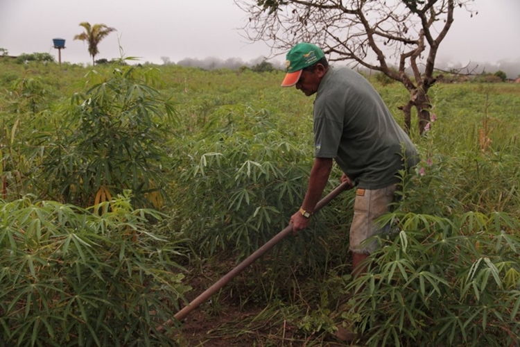 AGRICULTURA: Mandioca alcança safra de 521,2 mil toneladas em Rondônia