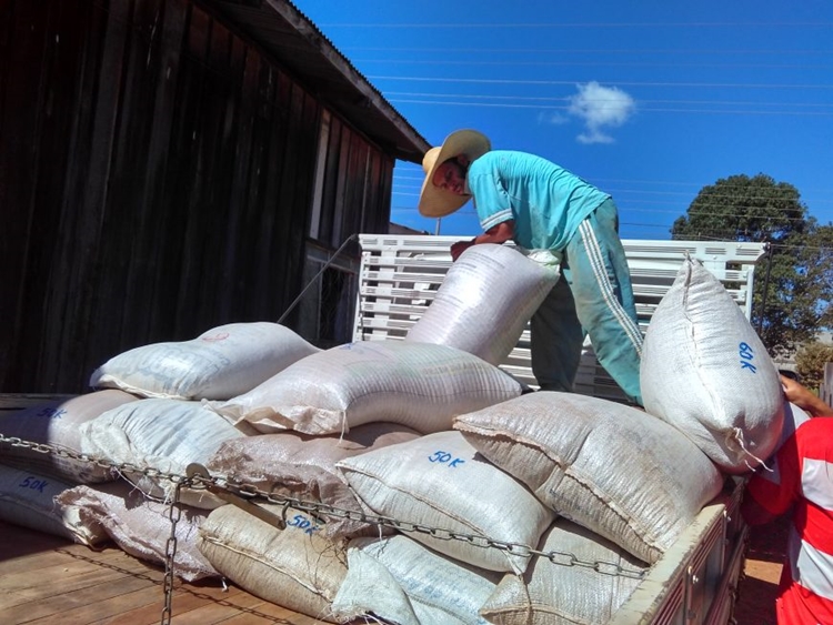 ESTABILIDADE: Rondônia deve produzir 4,4 mil toneladas de feijão na safra 2020/2021