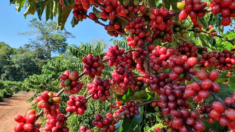 QUALIDADE: Excelência na produção agrícola de Rondônia e do Brasil é debatida no Ministério da Economia