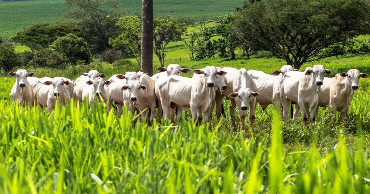 PREVISÃO: Plano ABC+ pretende reduzir emissão de carbono no Brasil