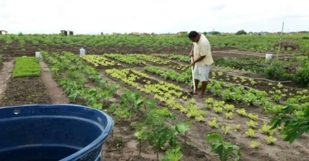 'ALIMENTA BRASIL': Programa é criado e acesso de agricultor é de R$ 12 mil