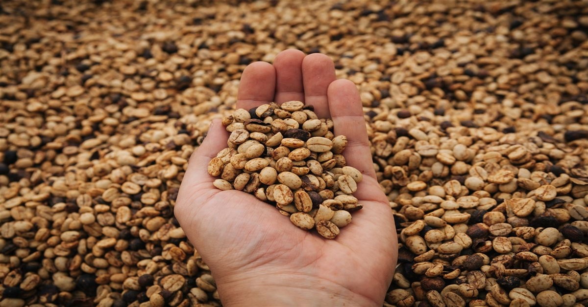 OTIMISMO: Safra de café do Brasil deve crescer 16,6% com recuperação de lavouras