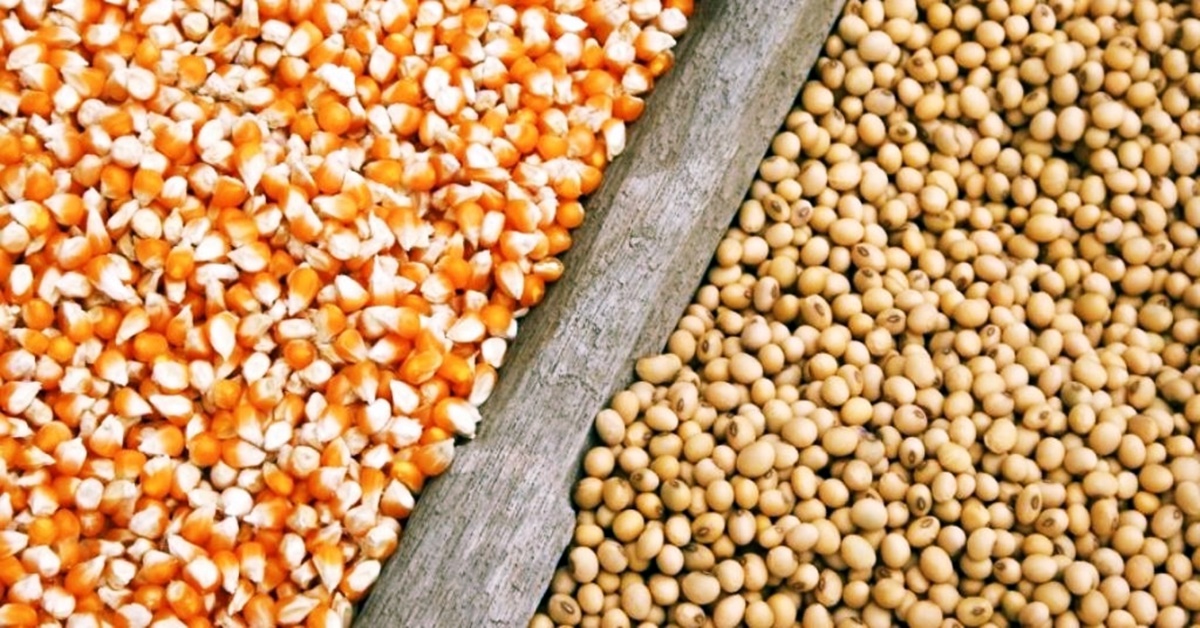 AUTOSSUFICIÊNCIA: China promoverá plantio de soja e milho em consórcio