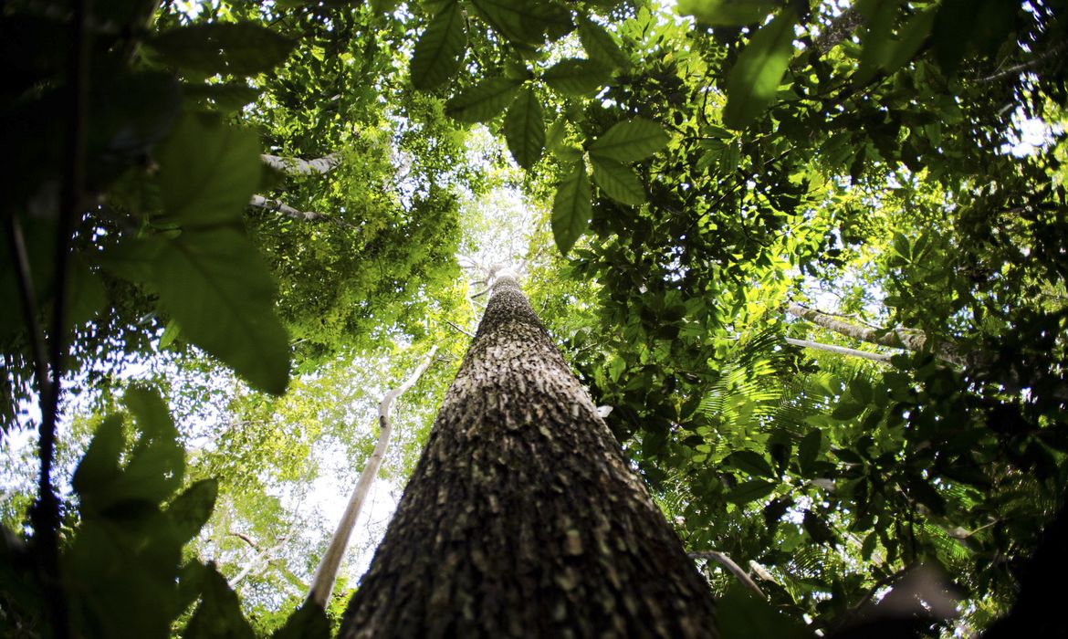 LIVRE ACESSO: Dados sobre gases serão monitorados na Amazônia