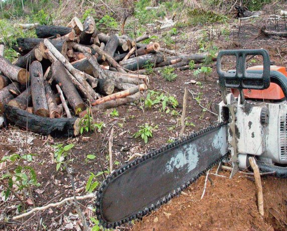 QUEIMADAS: Aplicativo permite denúncias de crimes ambientais na Amazônia