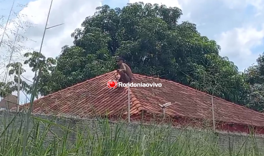 VEJA O VÍDEO: Ladrão sobe em telhado para escapar de linchamento