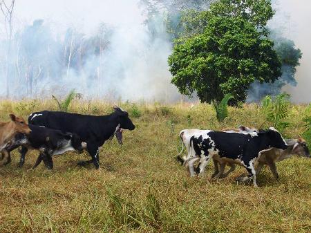 QUEIMADA - Fogo destrói 12 alqueires de um sítio na área rural de Ji-Paraná - Veja foto