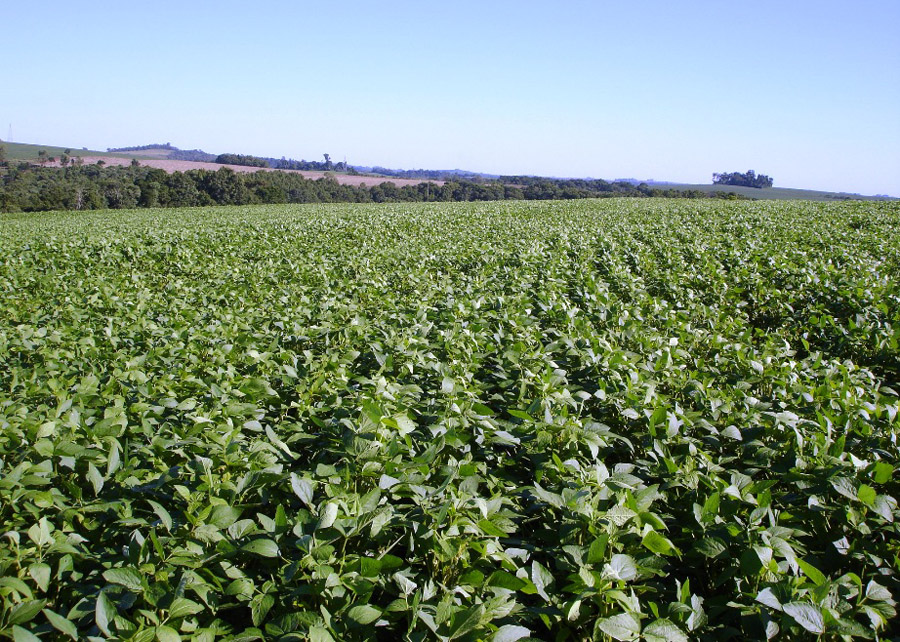 SOJA: Novo fertilizante ecológico e inteligente aumenta a produtividade