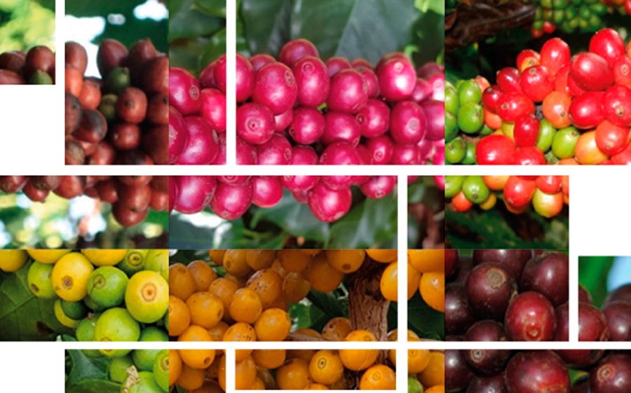 REGISTRO: Catálogo reúne informações sobre cultivares de café arábica