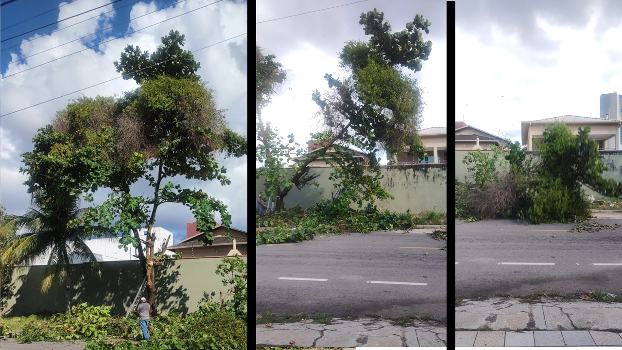 SEM DÓ: Gestão Hildon trocou árvores frutíferas por óleo de motosserra 