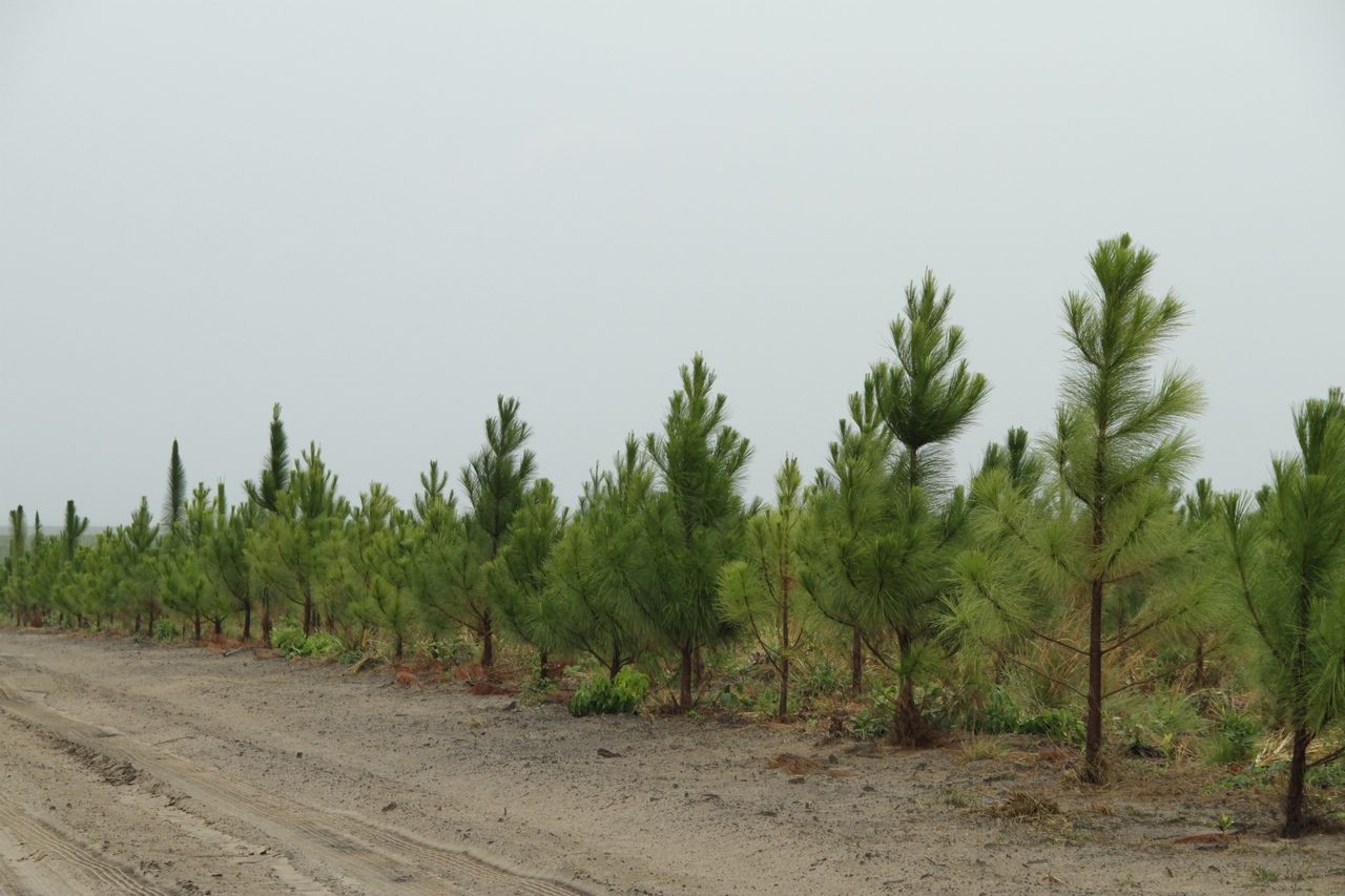 NATUREZA: Floresta plantada atrai de pequenos a grandes produtores