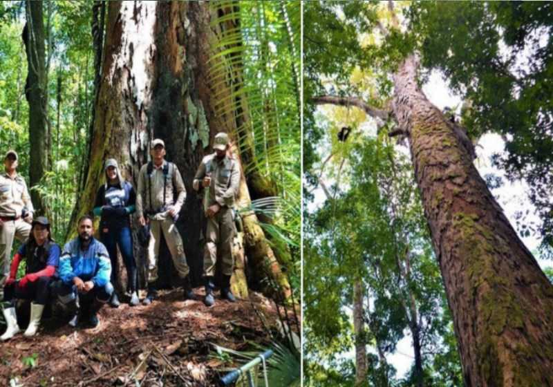 88 METROS - Vídeo: conheça a maior árvore da Amazônia que sobreviveu ás queimadas