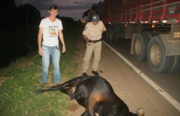 JARU - Animal causa acidente envolvendo quatro veículos