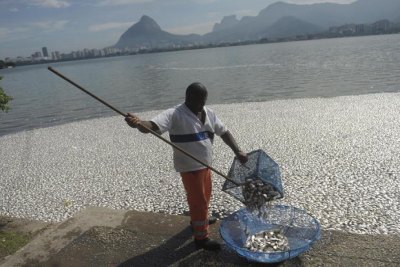 Mortandade de peixes em Lagoa chega a 65 toneladas
