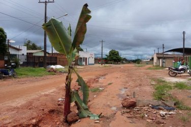 “Plantio” de bananeiras em buracos se multiplica e vira moda no Cone Sul