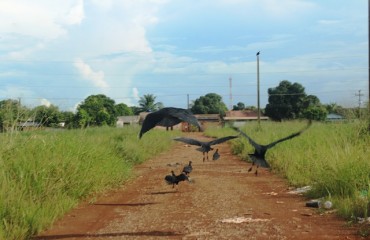 CARNIÇA – Urubus tomam conta de vielas da zona Leste – Fotos