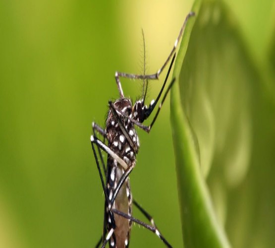 Chikungunya é o maior desafio de saúde pública em 2017, diz ministro