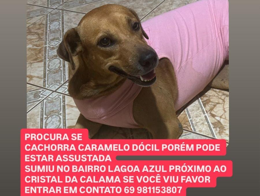 QUINHENTÃO: Paga-se recompensa para quem encontrar 'Caramelo' desaparecida