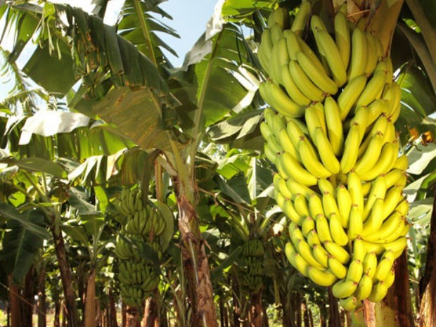 ENTRADA GRATUITA: Dia de Campo de Banana acontece dia 14 de junho, em Porto Velho