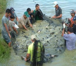 Rondônia mantém liderança da produção de peixe em água doce