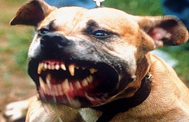 Trabalhadora é atacada por cão da raça Pit Bull em Porto Velho