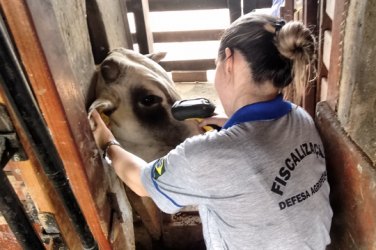 Município tem a primeira fazenda com gado rastreado