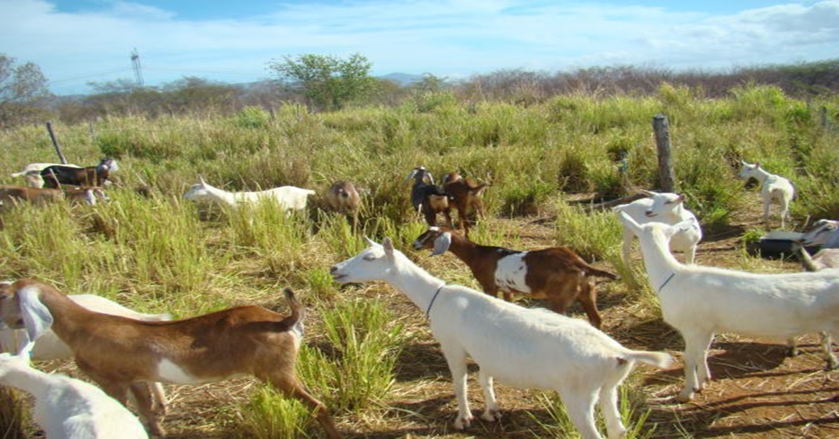 RECURSOS: Agricultura brasileira terá US$ 1,2 bi do BID para projetos de sustentabilidade