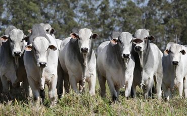  COMPROMISSO: Rondônia não vacinará contra febre aftosa, mas declaração dos rebanhos é obrigatória