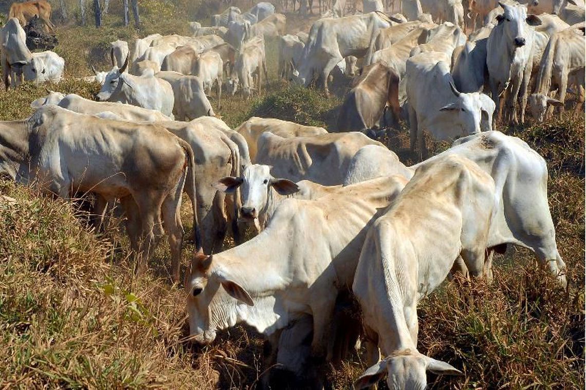 GADO: BID repassará US$ 195 milhões para defesa agropecuária em cinco anos