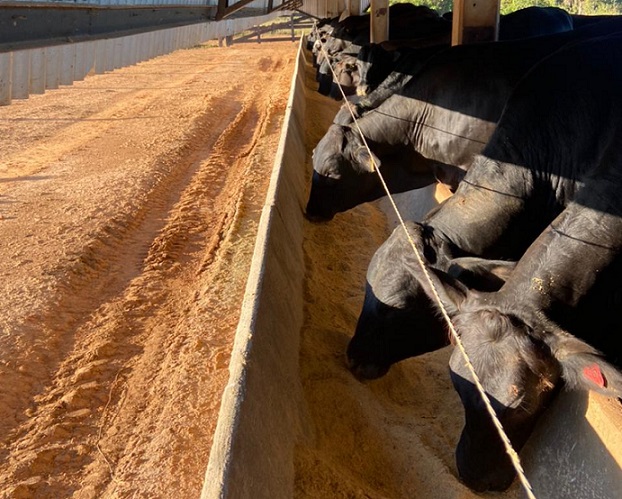 NO TOPO DA INDÚSTRIA: Com bezerros castrados ao nascer RO é destaque na produção de carne premium 