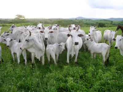 Rondônia se consolida como o 5° Estado no abate de bovinos