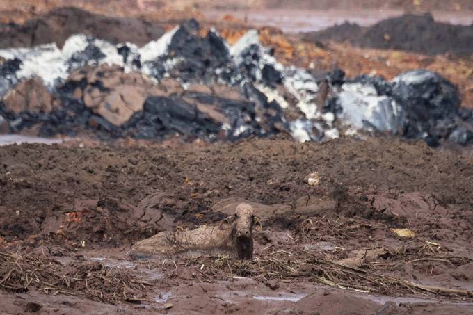 SACRIFÍCIO: Animais atolados na lama estão sendo executados a tiros