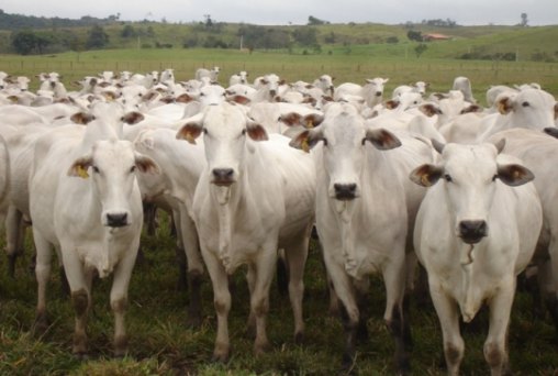 Bandidos furtaram mais de cem cabeças de gado de propriedade rural