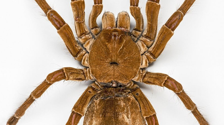 BRASILEIRA: Maior aranha do mundo tem tamanho de um prato e pode comer aves; veja