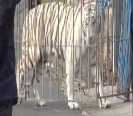 Tigre escapa de circo e assusta cidade 