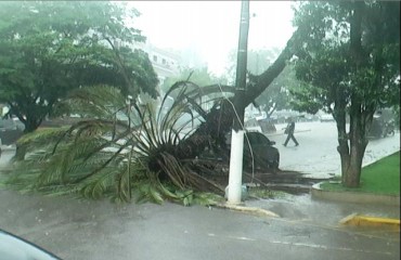 Forte chuva derruba árvore na praça Getulio Vargas e quase esmaga carro - Vídeo e Fotos