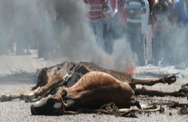 QUENTE - Protesto contra seca queima carcaças de animais em plena via pública