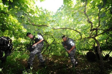 TOCAIA - PMs se camuflam em matagal para prender bando suspeito de assalto